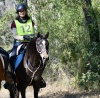 Southern Cross Horse Treks Australia (PC: Animal Focus)