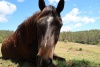 Horse Holiday Heaven Australia