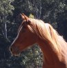 Arabian Horse Toby - Port Macquarie NSW