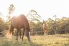 Horse Paddock - Horse Riding Holidays NSW Australia
