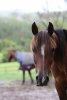 Kuta  - Australian Arabian Trail Horse In Kerewong Paddock