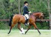 Southern Cross Horse Treks Horse Romac Valentino In Arabian Show (2010 - Photo By Kristin Carroll)