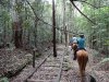 Horse Ride Along Australian Historic Timber Railway Line NSW Mid North Coast 