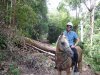 Horse Trail Riding Australian Bush NSW North Coast North of Sydney Australia