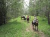 Horse Trail Riding Eucalyptus Forest Plantation Horsetrek Tours NSW