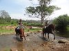 Horses Playing At NSW Australia Farmland Creek Crossing 