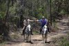 Comboyne Mountain Plateau Horse Treks Australia NSW Adventure Tours