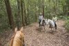  Horse Riding On Quiet Australian Bush Trails Kerewong State Forest